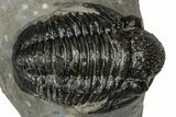 Detailed Gerastos Trilobite Fossil - Morocco #347358-2